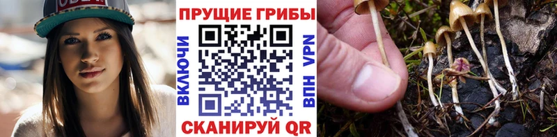 Галлюциногенные грибы мицелий  Купить закладки  Кыштым 